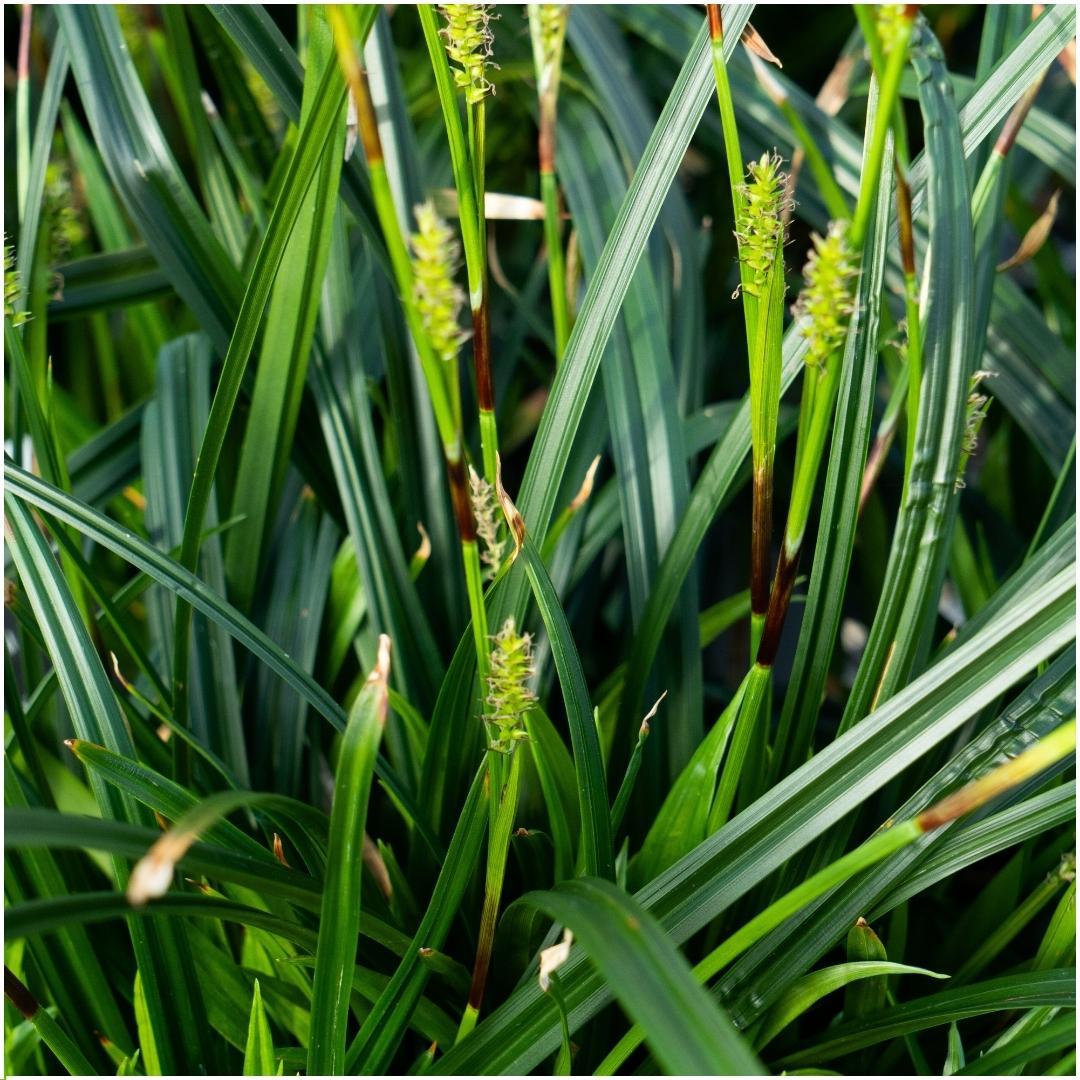 Livraison plante 6 Carex morrowii 'Irish Green'