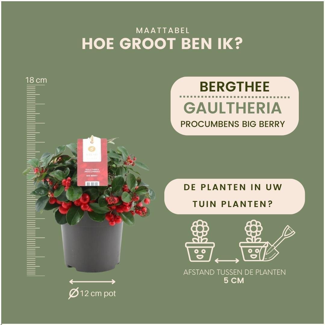 Livraison plante 6x Gaulthérie couchée 'Big Berry'