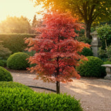 Livraison plante Acer palmatum Beni - maiko – Pot 12 cm – Hauteur 35 cm