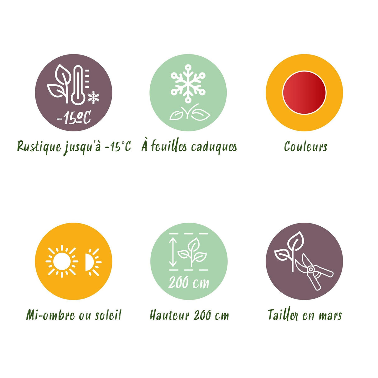 Livraison plante Acer palmatum Beni - maiko – Pot 12 cm – Hauteur 35 cm