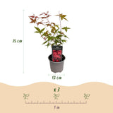 Livraison plante Acer palmatum Beni - maiko – Pot 12 cm – Hauteur 35 cm