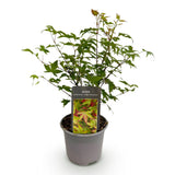 Livraison plante Acer palmatum Little Princess – Pot 12 cm – Hauteur 35 cm