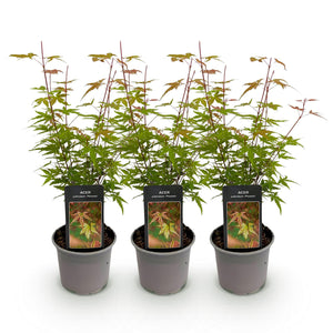 Livraison plante Acer palmatum Phoenix – Lot de 3 – Pot 12 cm