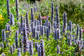 Hissopo Anisado (Agastache) 'Black Adder'