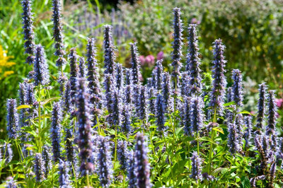 Hissopo Anisado (Agastache) 'Black Adder'