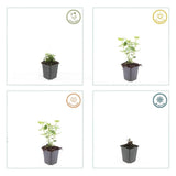 Livraison plante Agastache 'Blue Fortune'