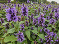 Agástache (Agastache) 'Blue Fortune'