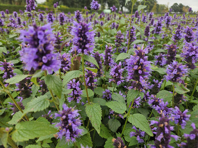 Agástache (Agastache) 'Blue Fortune'