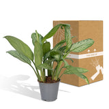 Livraison plante Aglaonema Christina h30cm