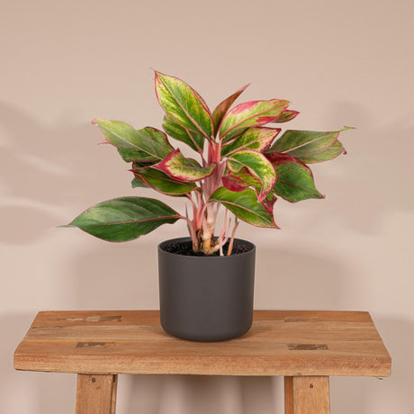 Livraison plante Aglaonema Crete