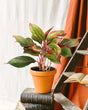 Livraison plante Aglaonema Crete