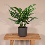 Livraison plante Aglaonema Maria h50cm