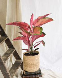 Aglaonema Estrela Laranja