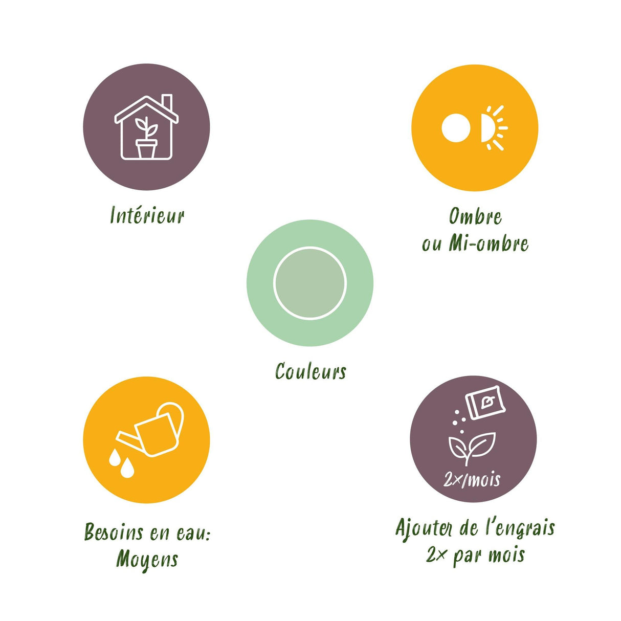 Livraison plante Aglaonema Silver Bay et panier H 70cm