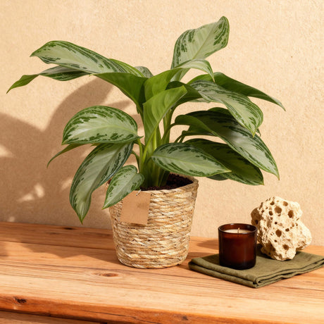 Livraison plante Aglaonema Silver Bay et panier H 70cm