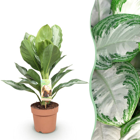 Livraison plante Aglaonema Silver Bay – Lot de 1