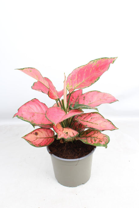 Livraison plante Aglaonema Sun Star