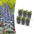 Livraison plante Ajuga reptans 'Burgundy Glow' - Lot de 6