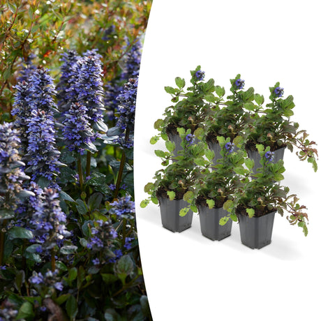 Livraison plante Ajuga reptans - Lot de 6