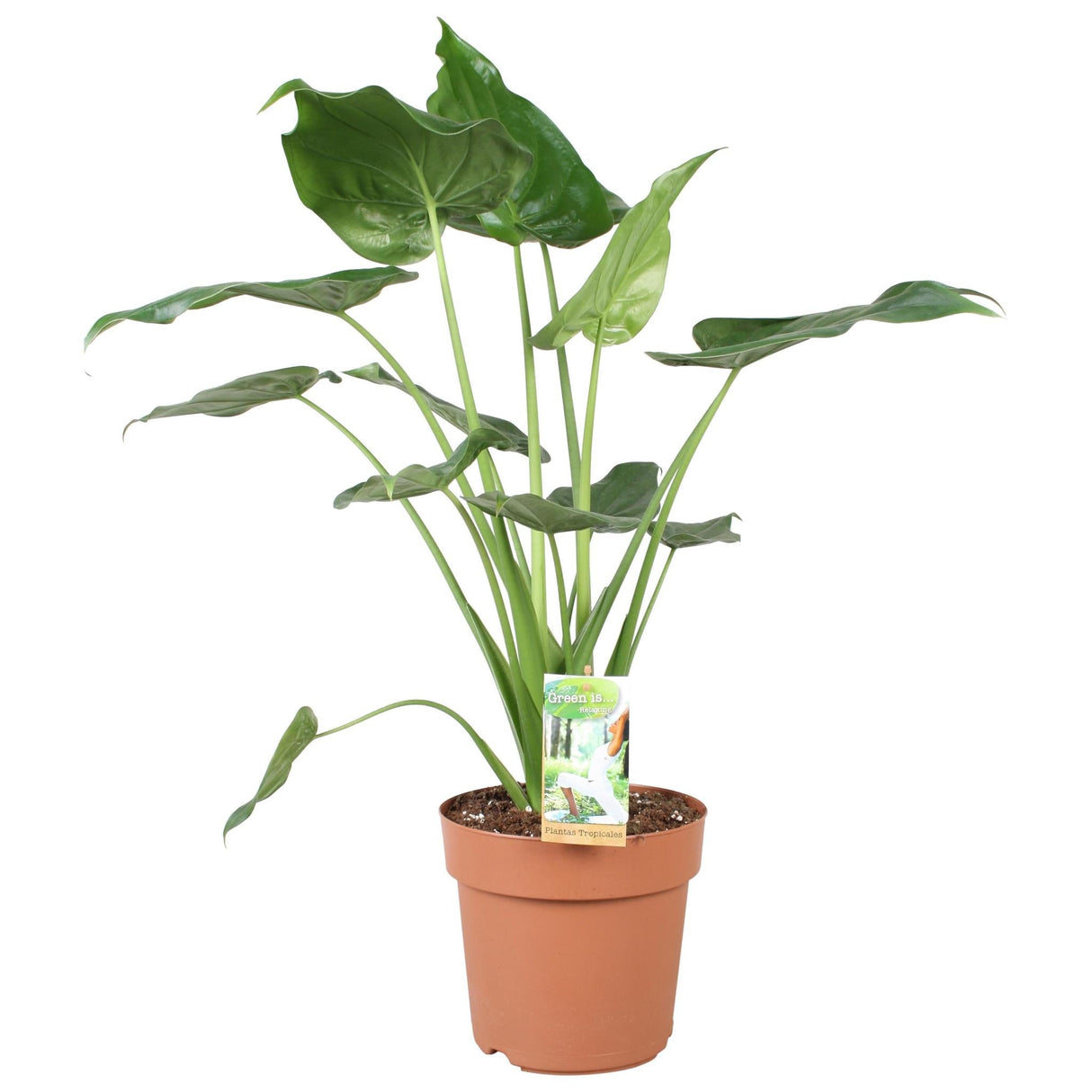 Livraison plante Alocasia Cucculata
