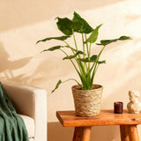 Livraison plante Alocasia Cucullata et panier H65 cm