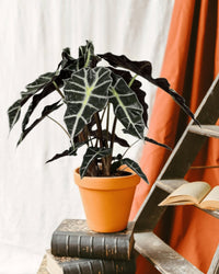 Alocasia Polly