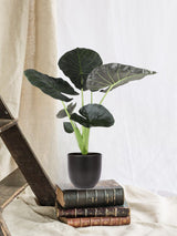 Alocasia Regal Shield e seu pote