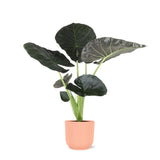 Livraison plante Alocasia Regal Shield et son pot