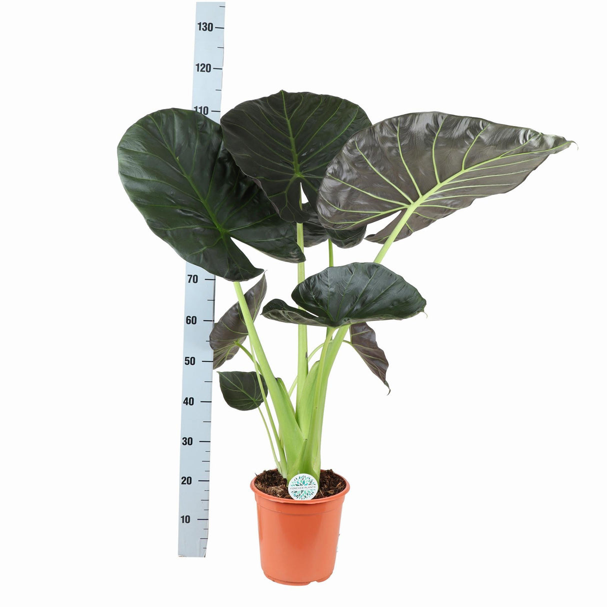 Livraison plante Alocasia Regal Shield et son pot