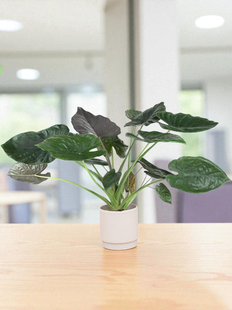 Livraison plante Alocasia Wentii