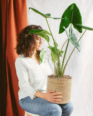 Alocasia zebrina