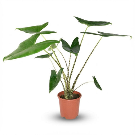 Livraison plante Alocasia Zebrina