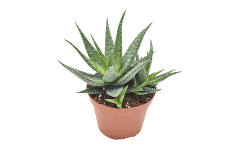 Livraison plante Aloe Migori h15cm - Mini plante grasse d'intérieur
