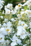 Anêmona do Japão (Anemone x hybrida) 'Honorine Jobert'