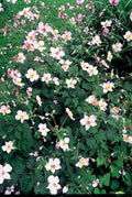 Anêmona do Japão (Anemone Tomentosa) 'Robustissima'