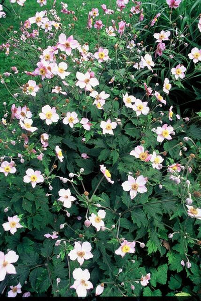 Anêmona do Japão (Anemone Tomentosa) 'Robustissima'