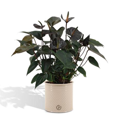 Livraison plante Anthurium andreanum Black Love et son pot