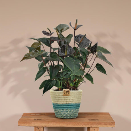 Livraison plante Anthurium andreanum Black Love + Panier