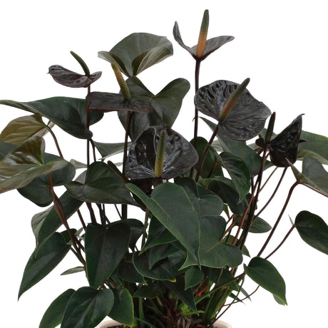 Livraison plante Anthurium andreanum Black Love + Pot