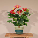 Livraison plante Anthurium andreanum Diamond Red + Panier