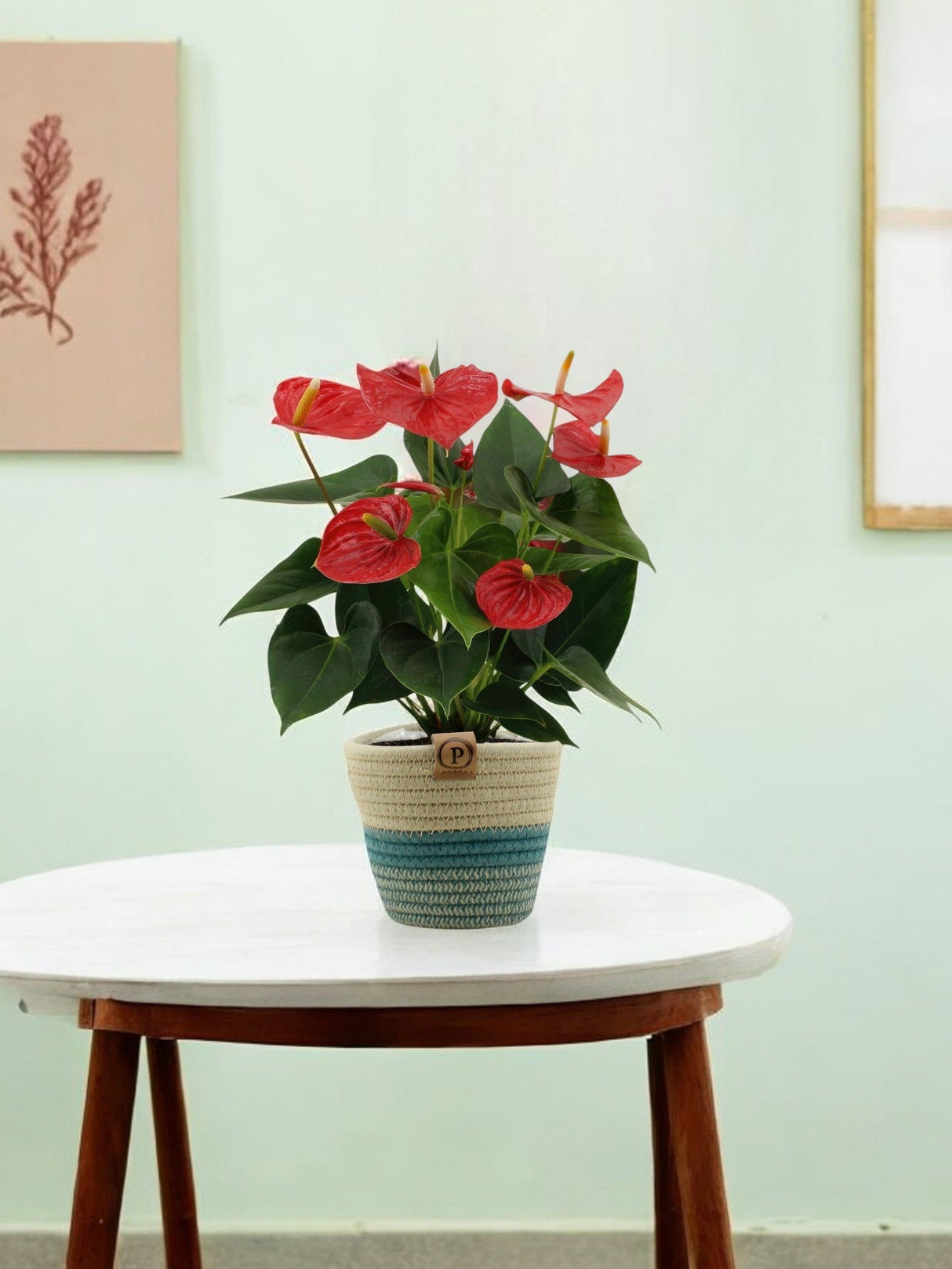 Livraison plante Anthurium andreanum Esudo et son pot