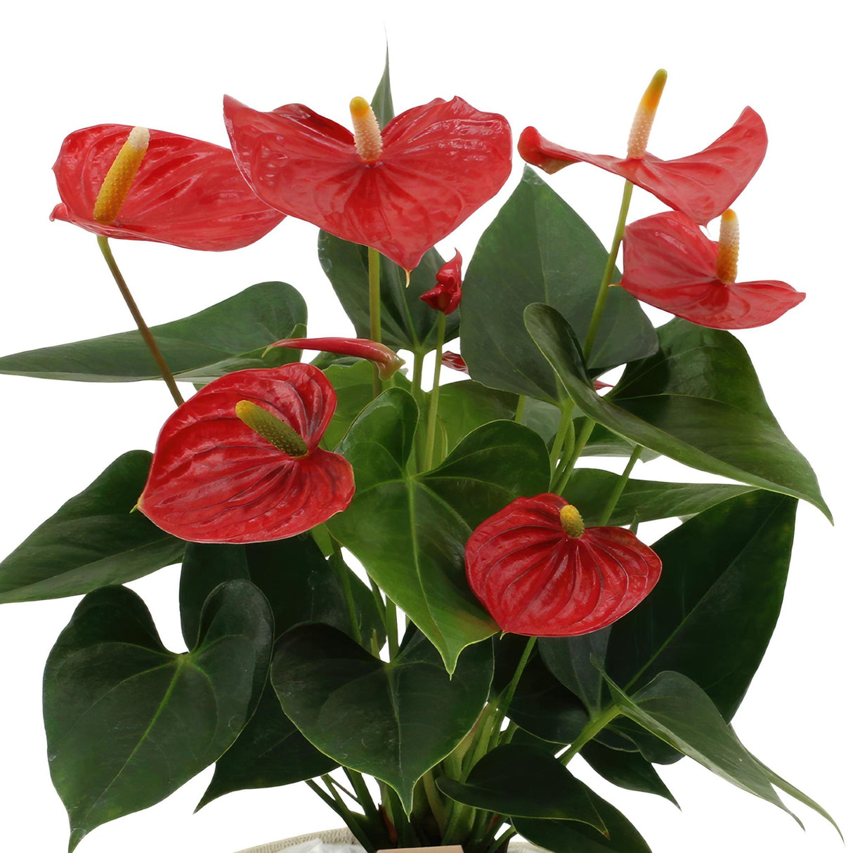 Livraison plante Anthurium andreanum Esudo + Panier