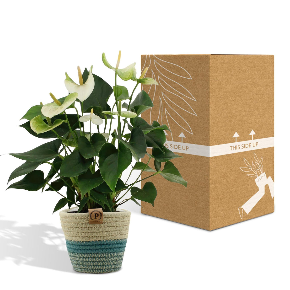 Livraison plante Anthurium andreanum Namora + Panier