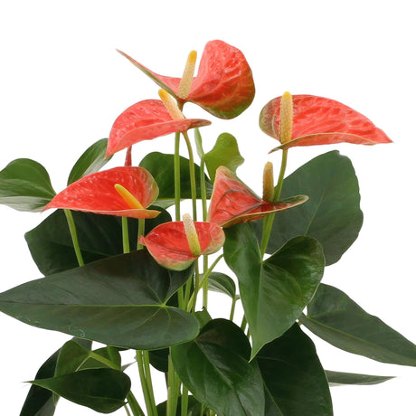 Livraison plante Anthurium andreanum Prince of Orange incl. PURE zink - 45cm - Ø12