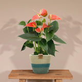 Livraison plante Anthurium andreanum Prince of Orange + Panier