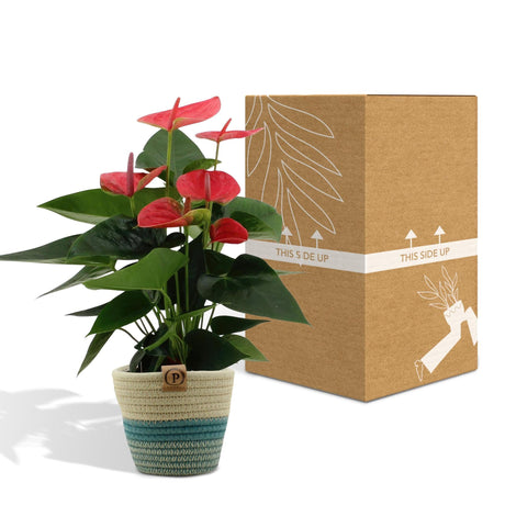 Livraison plante Anthurium andreanum Sweet Dream + Panier