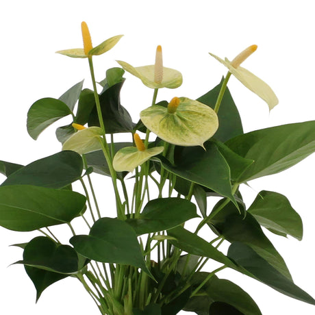 Livraison plante Anthurium andreanum Vanilla + Panier