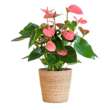 Livraison plante Anthurium Rose et son pot