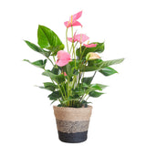 Livraison plante Anthurium Rose et son pot