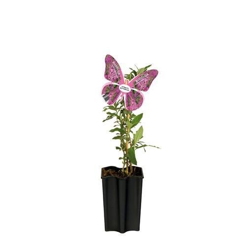 Livraison plante Arbre aux papillons d15cm h55cm